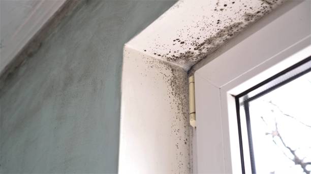 Why You Should Choose Our Mold Remediation Services in Jamul, CA